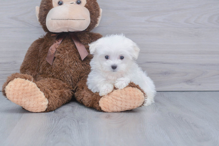 Small Maltese Baby