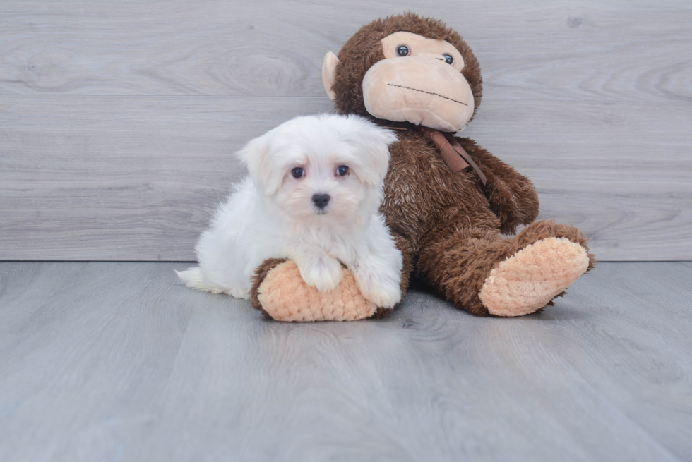 Maltese Puppy for Adoption