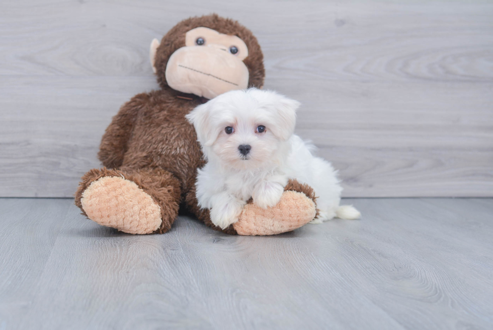 Hypoallergenic Maltese Purebred Pup