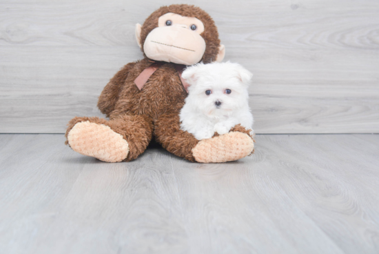 Playful Maltese Baby