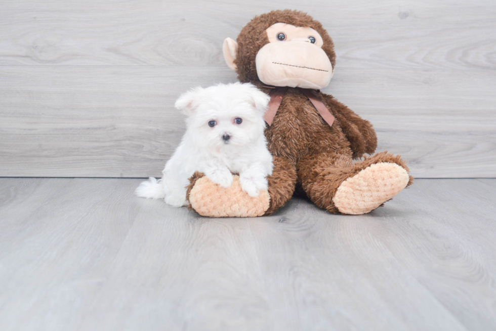 Maltese Pup Being Cute