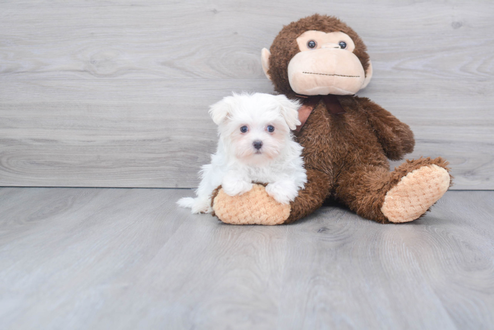 Maltese Puppy for Adoption