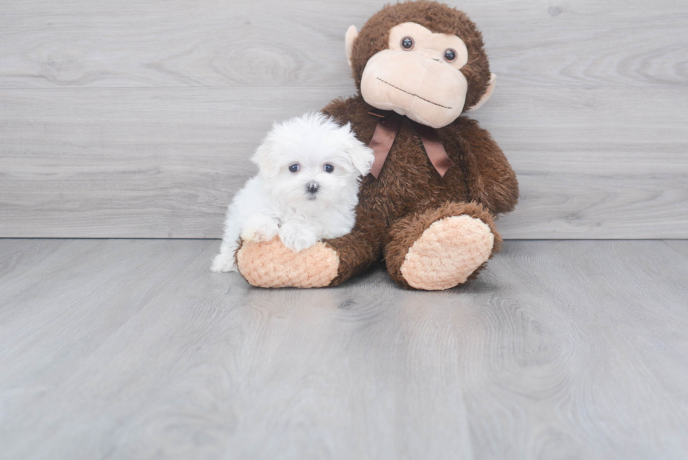 Maltese Pup Being Cute