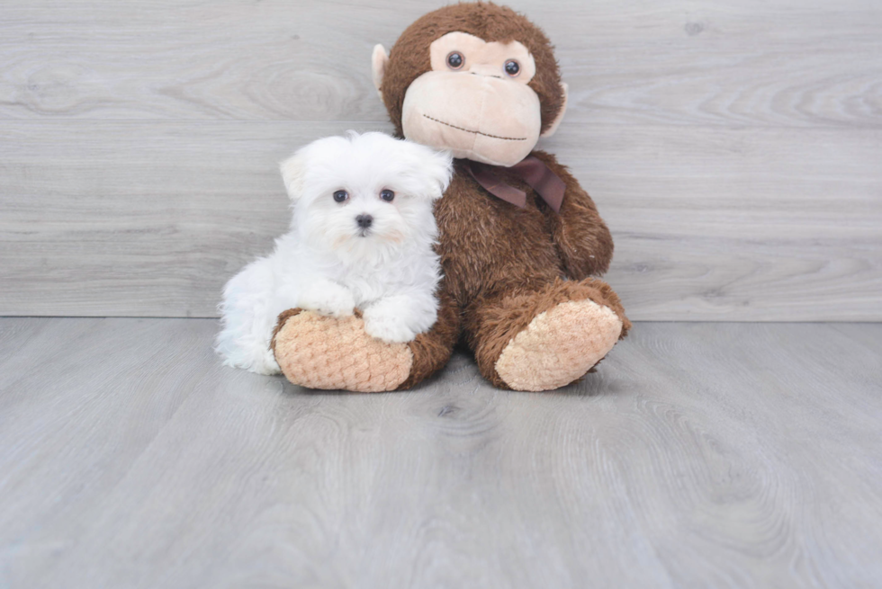 Smart Maltese Purebred Puppy