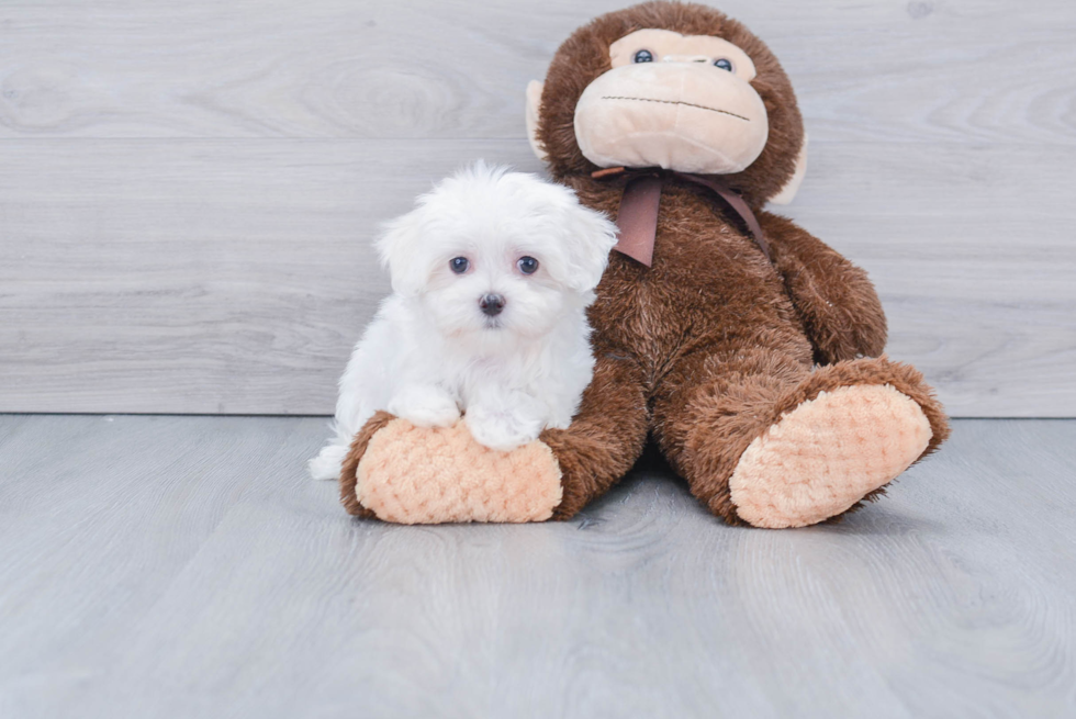 Playful Maltese Purebred Pup