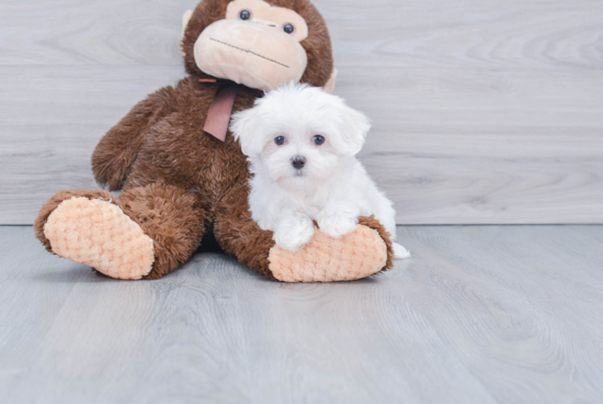 Playful Maltese Baby