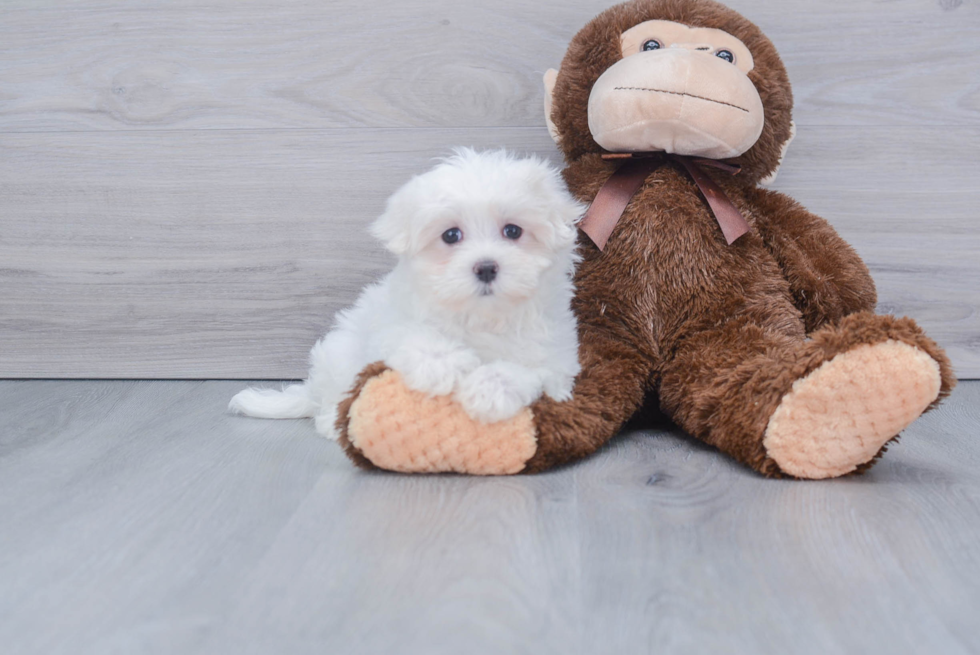 Adorable Maltese Purebred Puppy