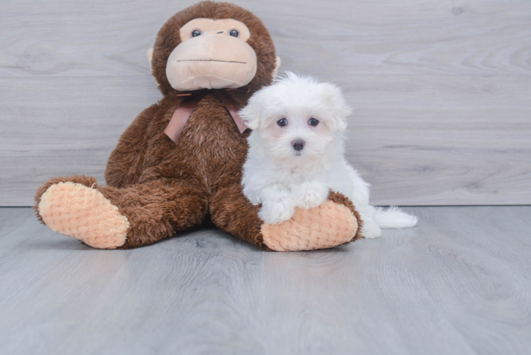 Maltese Pup Being Cute