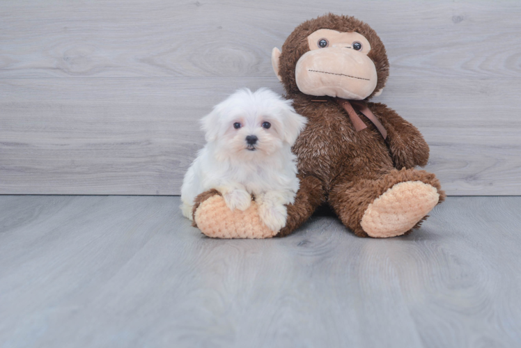 Maltese Pup Being Cute