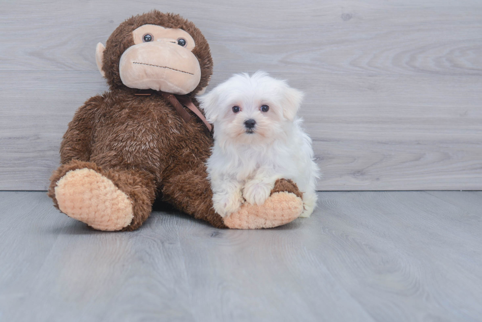 Playful Maltese Baby