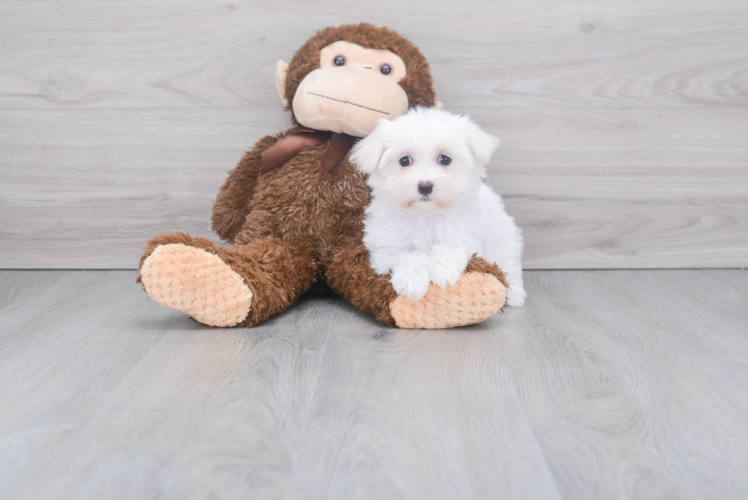 Maltese Pup Being Cute