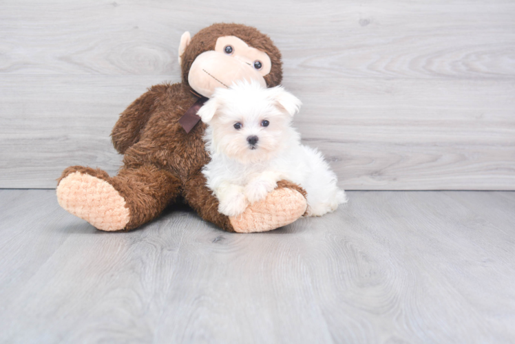 Maltese Puppy for Adoption