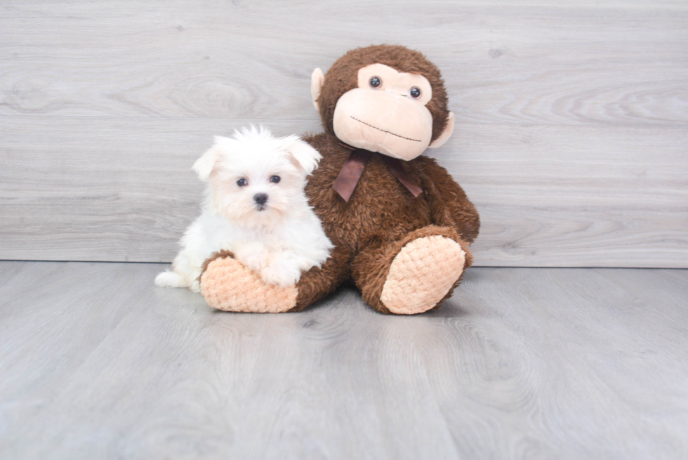 Maltese Puppy for Adoption