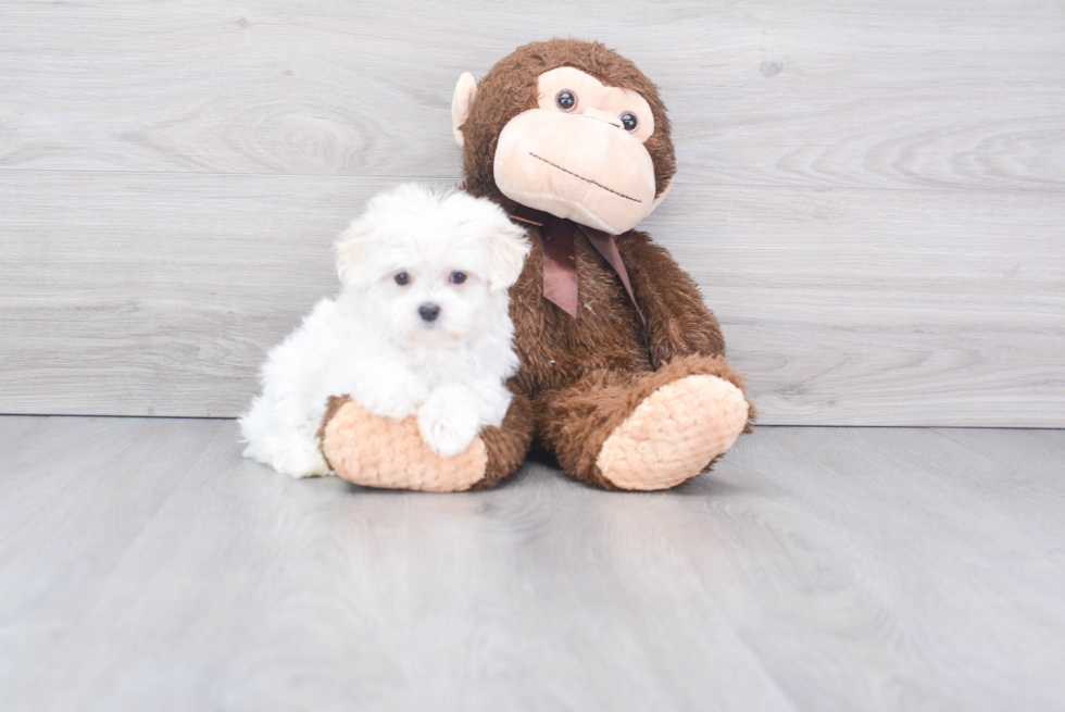 Adorable Maltese Purebred Puppy