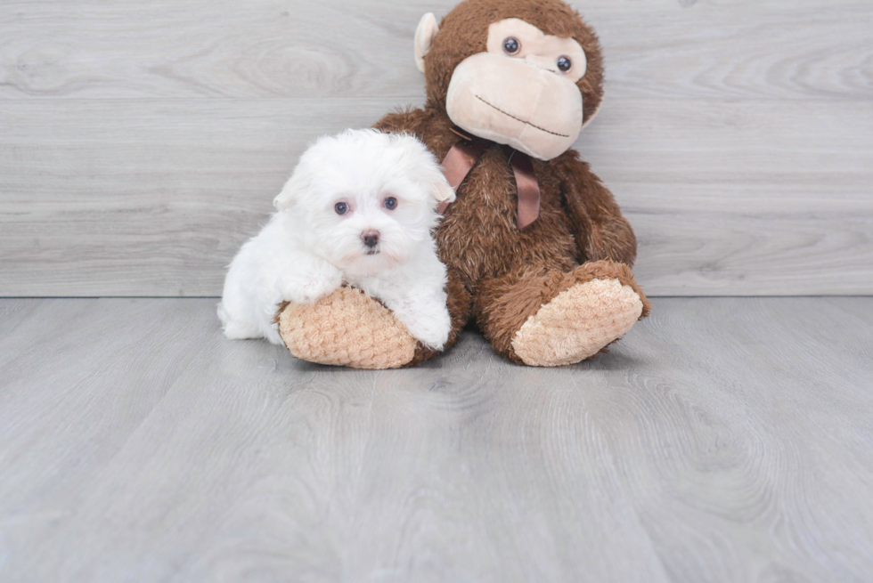 Maltese Pup Being Cute