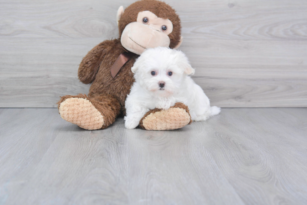 Friendly Maltese Purebred Pup