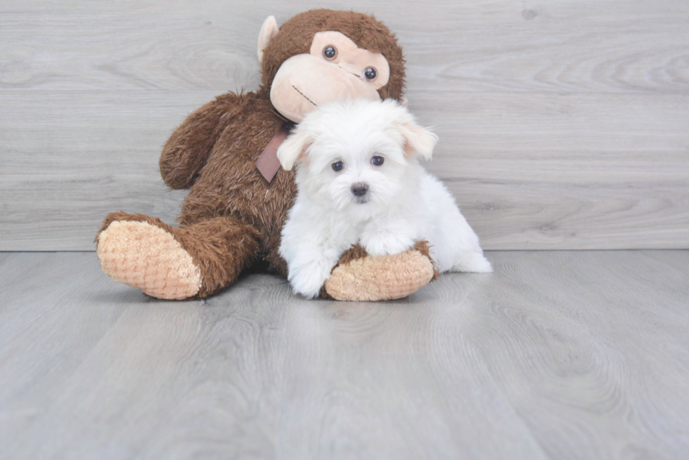 Popular Maltese Purebred Pup