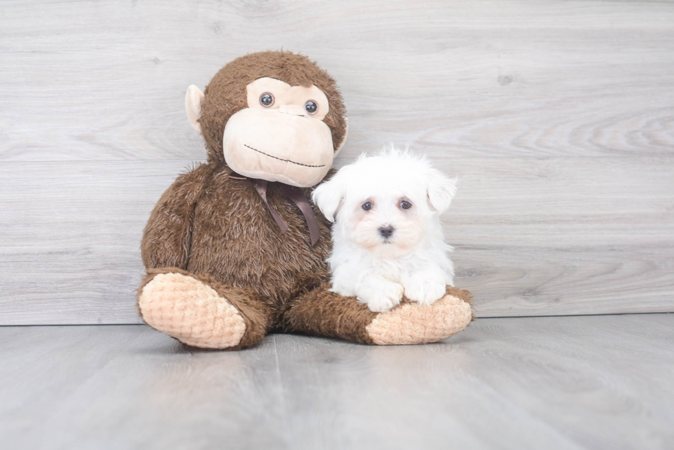 Maltese Pup Being Cute