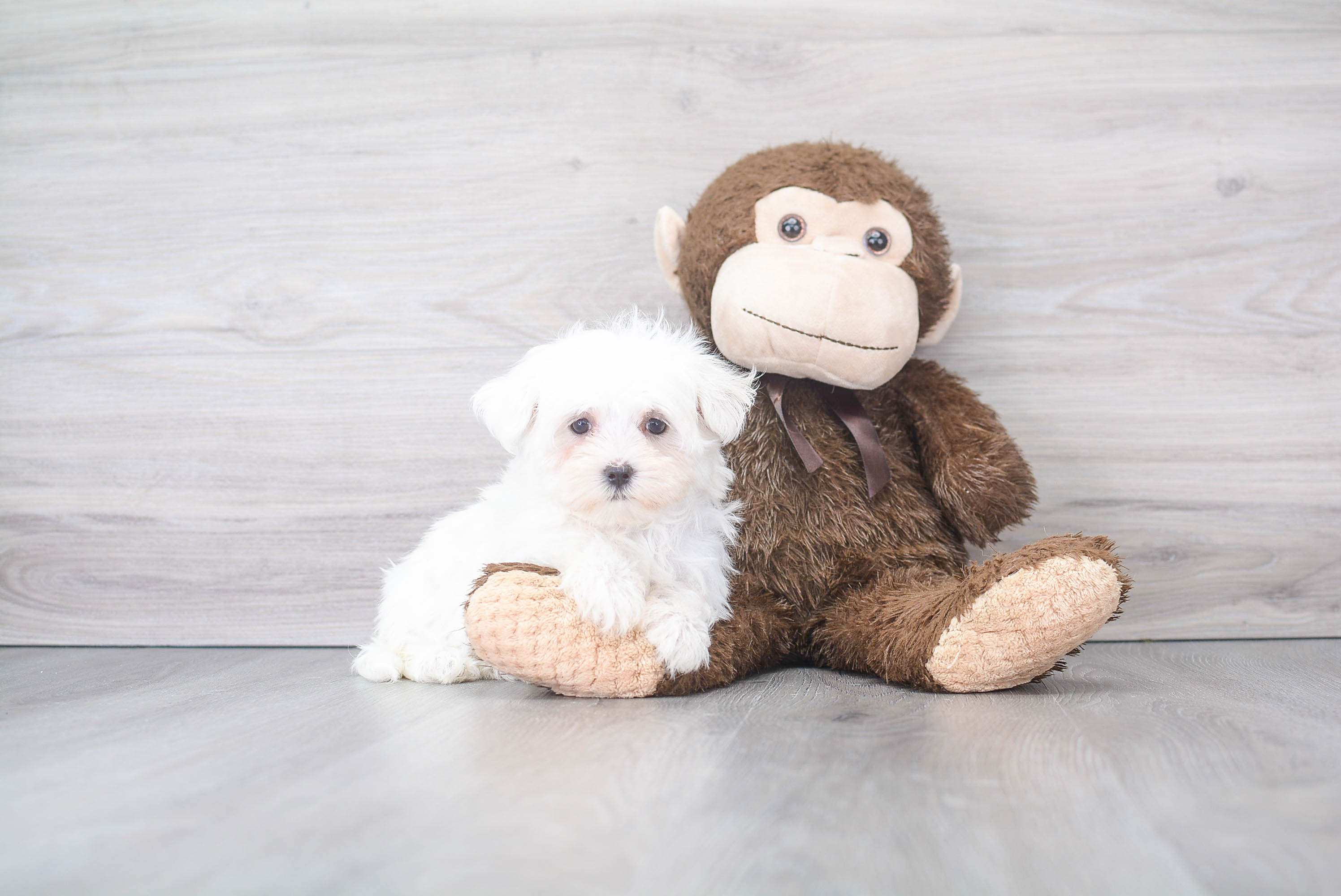 Maltese Puppy for Adoption