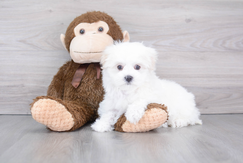 Best Maltese Baby