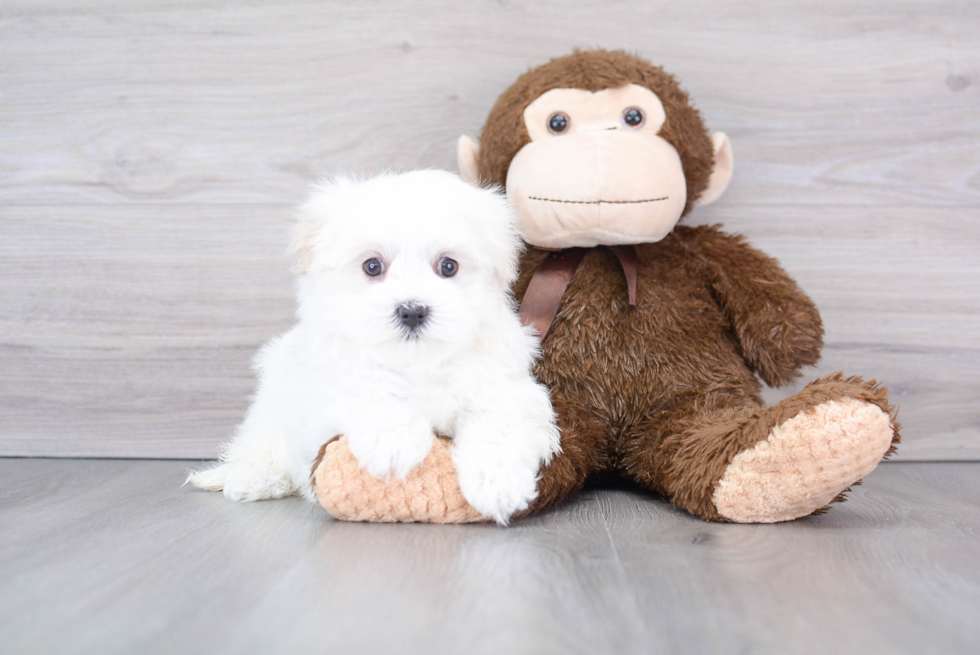 Best Maltese Baby