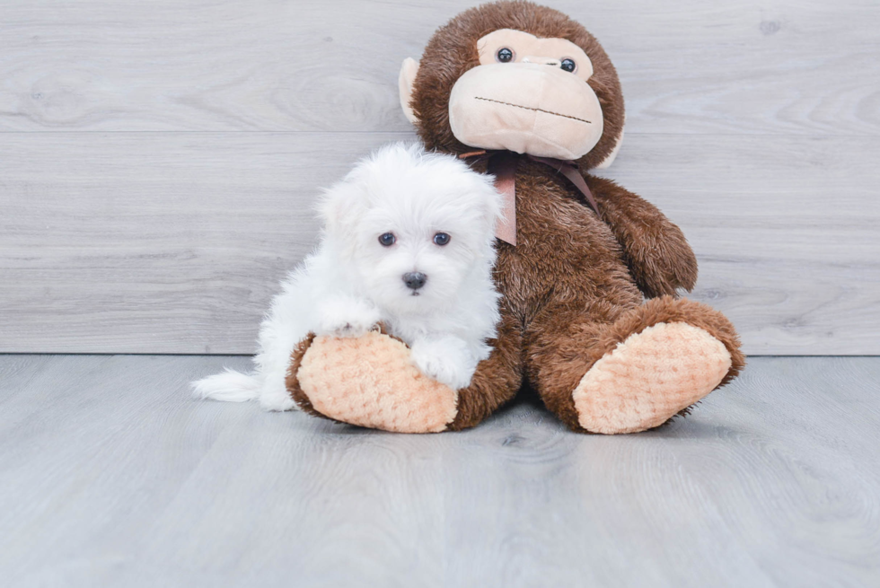 Maltese Pup Being Cute