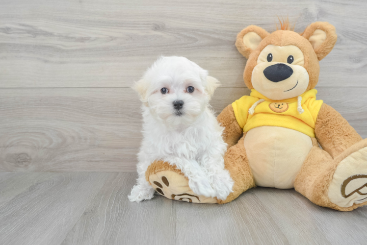 Playful Maltese Baby