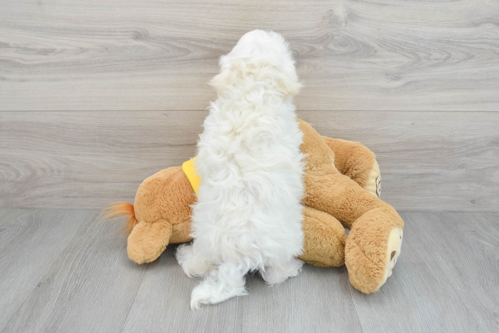 Maltese Pup Being Cute