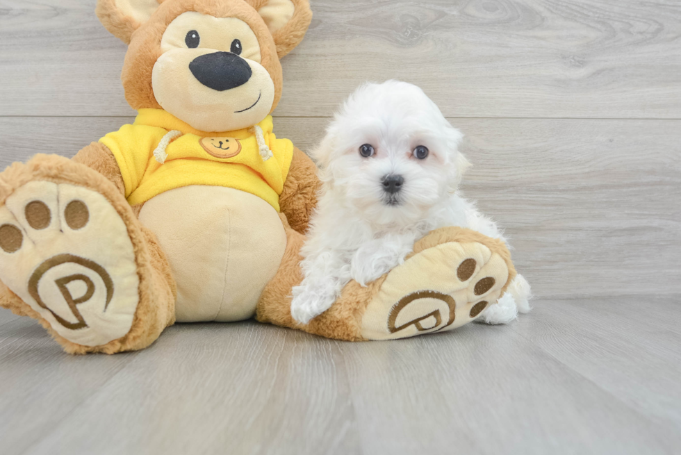 Playful Maltese Baby