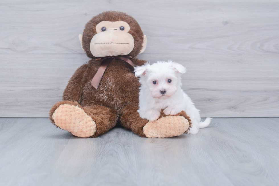 Maltese Pup Being Cute