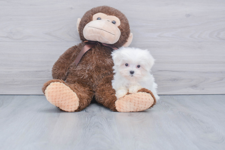 Hypoallergenic Maltese Baby