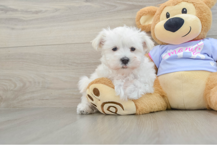 Hypoallergenic Maltese Baby