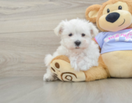 8 week old Maltese Puppy For Sale - Premier Pups