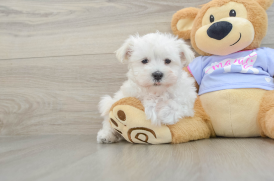 Hypoallergenic Maltese Baby