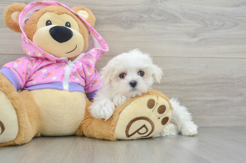 8 week old Maltese Puppy For Sale - Premier Pups