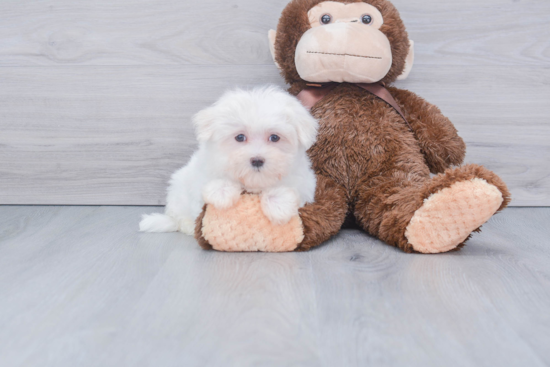 Friendly Maltese Purebred Pup