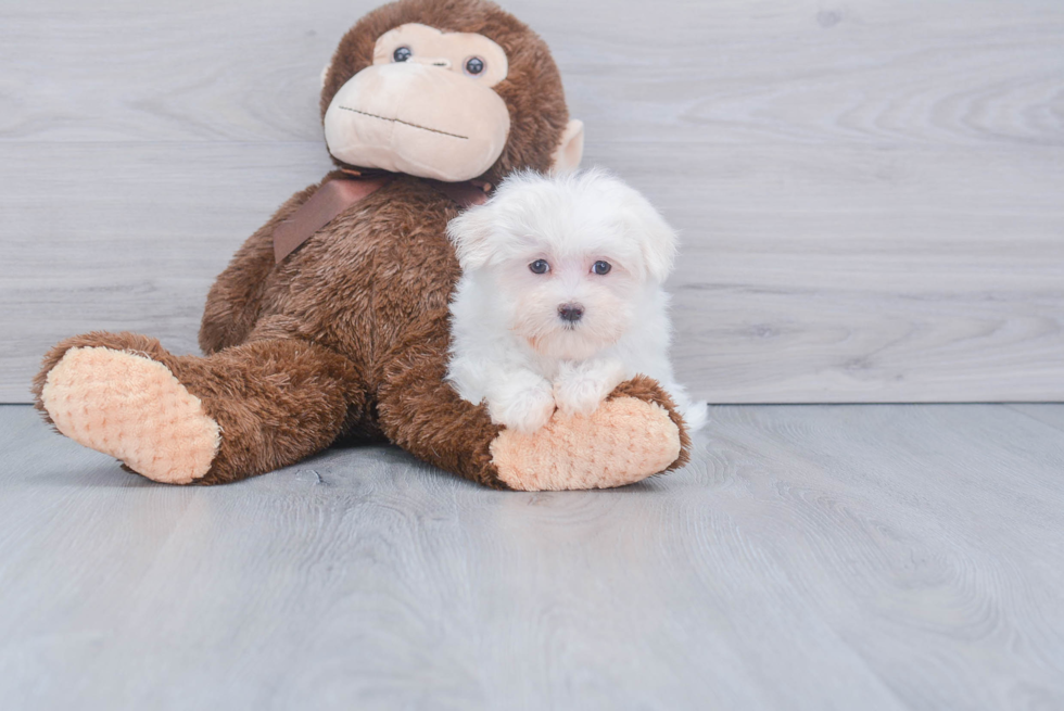 Maltese Pup Being Cute