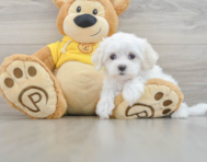 7 week old Maltese Puppy For Sale - Premier Pups