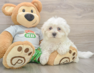 8 week old Maltese Puppy For Sale - Premier Pups