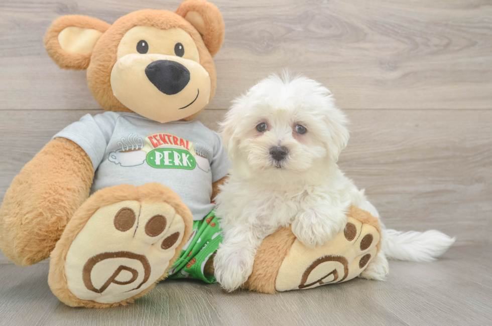 8 week old Maltese Puppy For Sale - Premier Pups