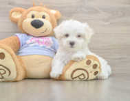7 week old Maltese Puppy For Sale - Premier Pups