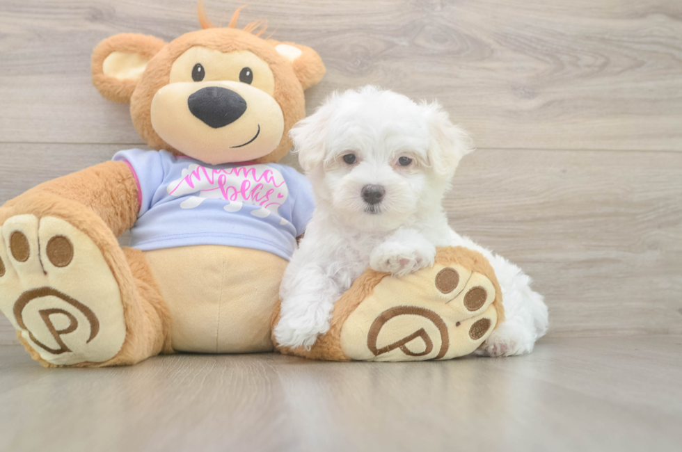 7 week old Maltese Puppy For Sale - Premier Pups