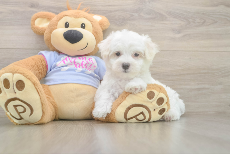 Meet Hunter - our Maltese Puppy Photo  1/3 - Premier Pups Adorable Maltese Purebred Puppy