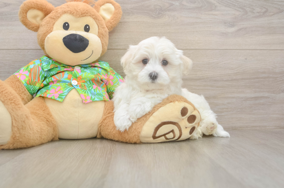 7 week old Maltese Puppy For Sale - Premier Pups