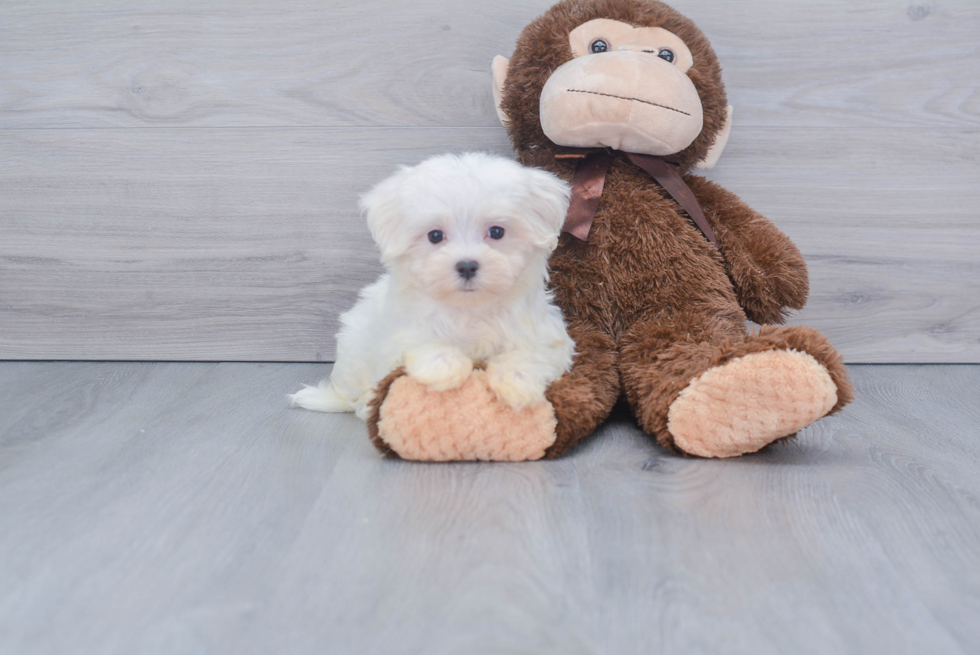 Popular Maltese Purebred Pup