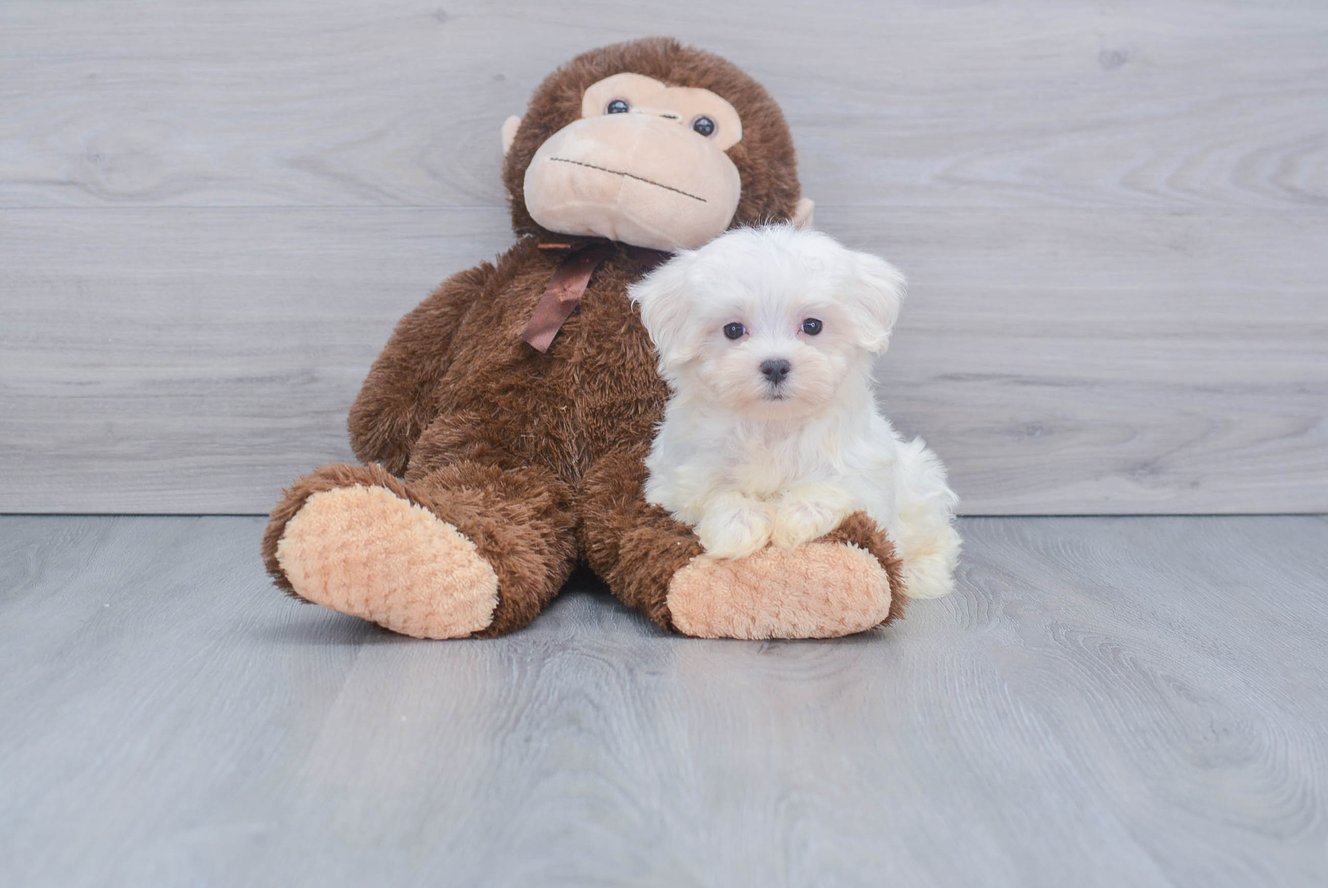 Maltese Pup Being Cute