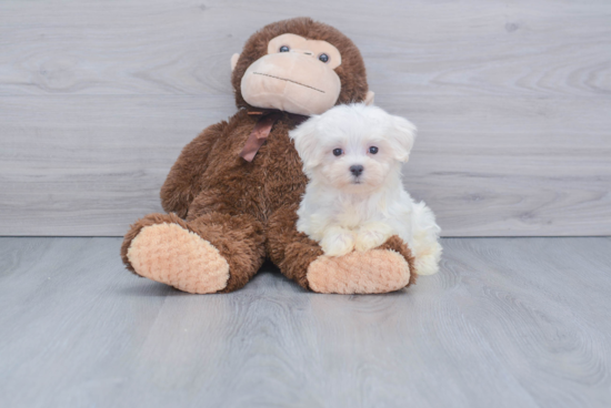 Maltese Pup Being Cute