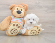 7 week old Maltese Puppy For Sale - Premier Pups
