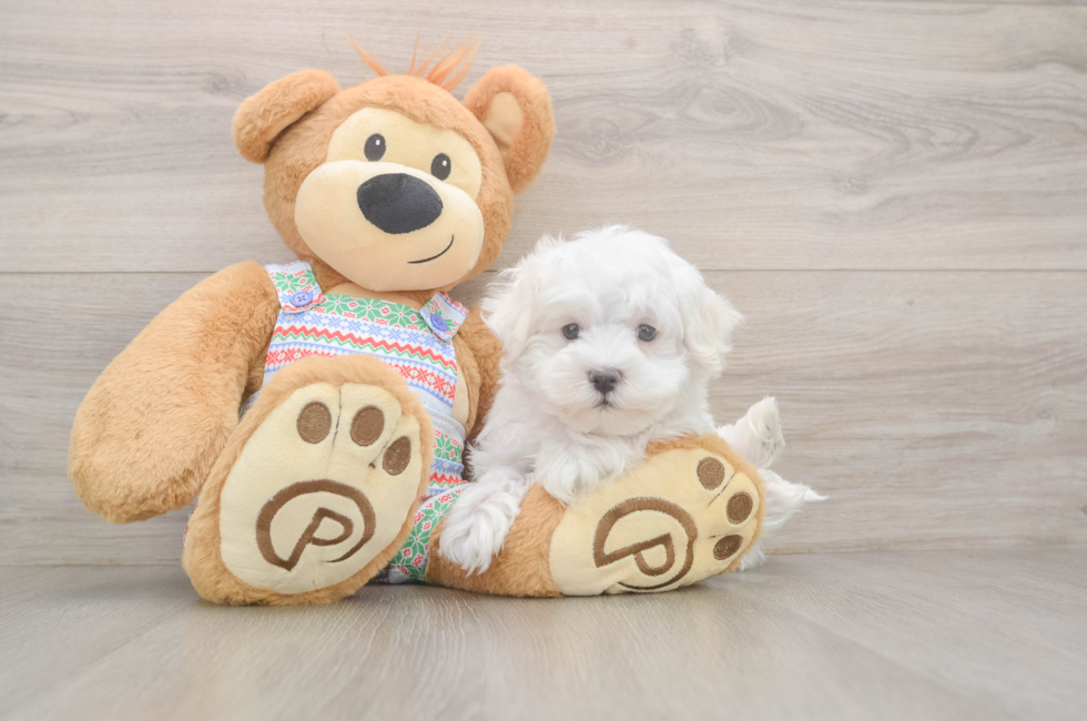 7 week old Maltese Puppy For Sale - Premier Pups