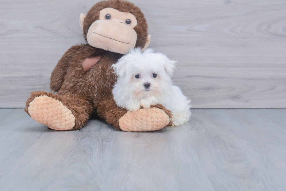 Fluffy Maltese Purebred Puppy